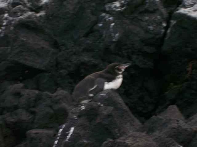 4 Penguin - 100_1140 - 12.28.06 18.02