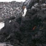 4 Penguin - 100_1147 - 12.28.06 18.04