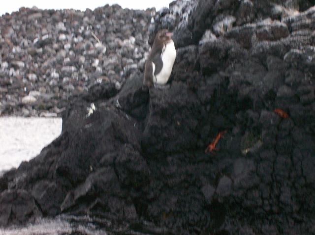 4 Penguin - 100_1147 - 12.28.06 18.04