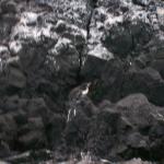 4 Penguins - 100_1133 - 12.28.06 18.01