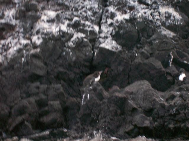 4 Penguins - 100_1133 - 12.28.06 18.01
