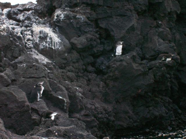 4 Penguins - 100_1136 - 12.28.06 18.02