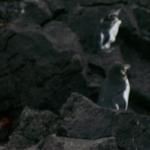 4 Penguins - 100_1146 - 12.28.06 18.03