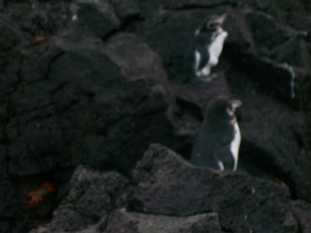 4 Penguins - 100_1146 - 12.28.06 18.03