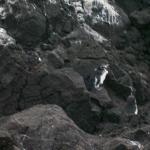 4 Penguins - 100_1149 - 12.28.06 18.04