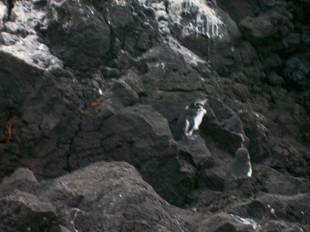 4 Penguins - 100_1149 - 12.28.06 18.04