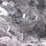 4 Penguins - 100_1151 - 12.28.06 18.04