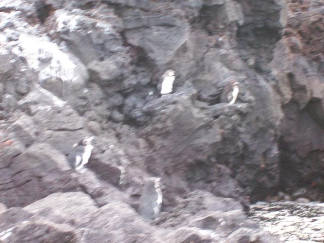4 Penguins - 100_1151 - 12.28.06 18.04