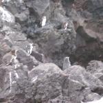 4 Penguins - 100_1152 - 12.28.06 18.05