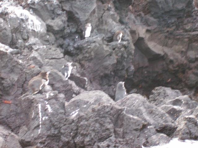 4 Penguins - 100_1152 - 12.28.06 18.05