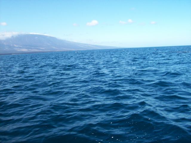 5 Dolphins - 100_1068 - 12.28.06 09.34