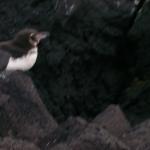 5 Penguin - 100_1141 - 12.28.06 18.03