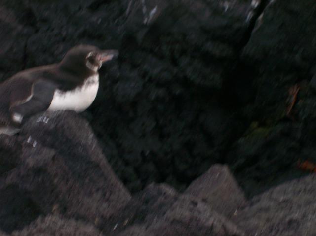 5 Penguin - 100_1141 - 12.28.06 18.03