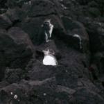 5 Penguins - 100_1138 - 12.28.06 18.02