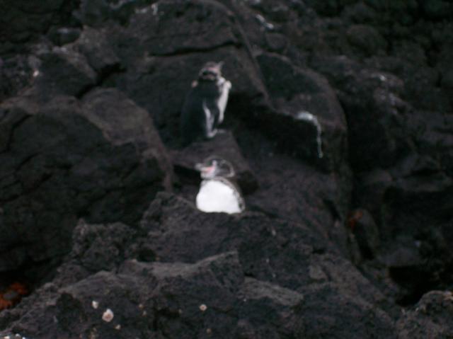5 Penguins - 100_1138 - 12.28.06 18.02