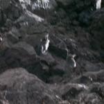 5 Penguins - 100_1148 - 12.28.06 18.04