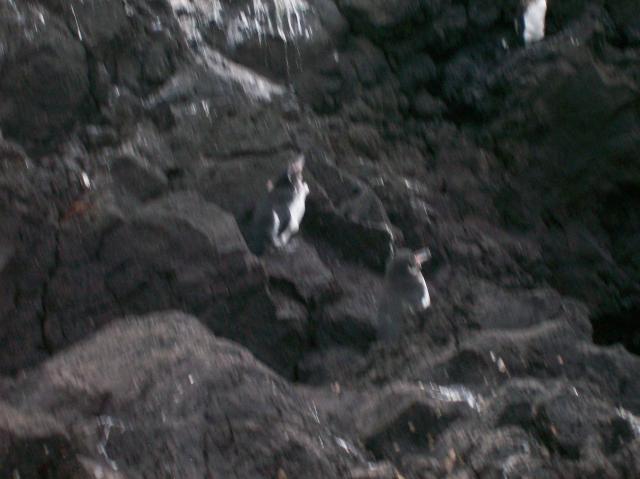 5 Penguins - 100_1148 - 12.28.06 18.04