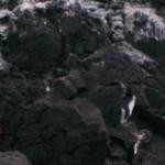 5 Penguins - Crop - 100_1139 - 12.28.06 18.02