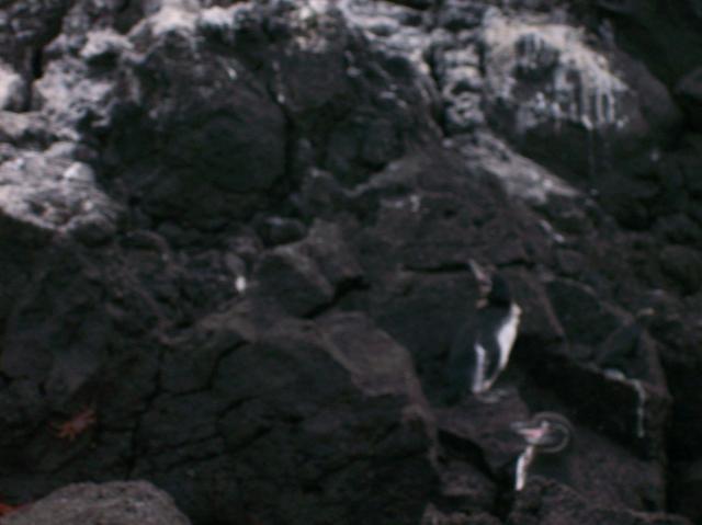 5 Penguins - Crop - 100_1139 - 12.28.06 18.02