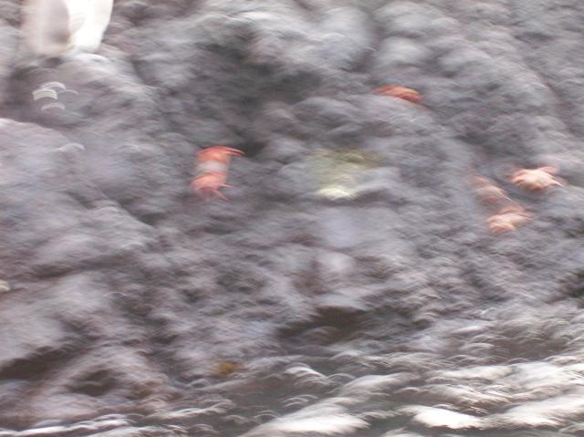 6 Crabs Blurred - 100_1153 - 12.28.06 18.05