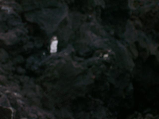 6 Penguin Blurred - 100_1144 - 12.28.06 18.03