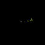 4 Those Green Lights - 101_0422 - 1.3.07 01.12