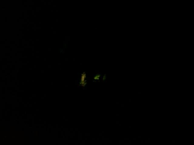 5 Those Green Lights - 101_0421 - 1.3.07 01.11