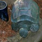 3 Big Turtle - 101_0427 - 1.4.07 15.21