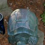 4 Big Turtle - 101_0428 - 1.4.07 15.22