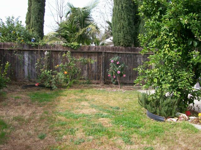 3 Back Yard - 101_0437