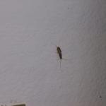 5 Bug On Wall By Fridge - 101_0503