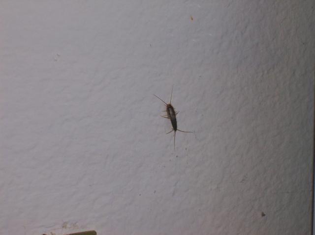 5 Bug On Wall By Fridge - 101_0503