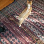 4 Simon - 101_0471