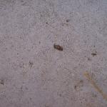 5 Bug Of Unidentified Species - 100_0849
