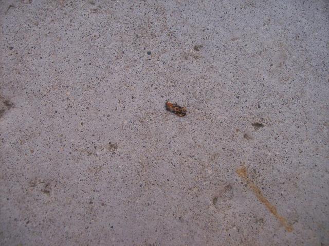 5 Bug Of Unidentified Species - 100_0849