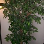 3u Fake Tree - 100_1114