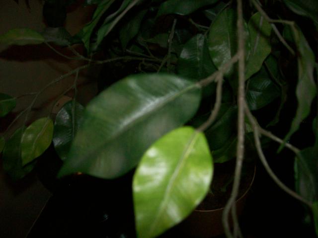 4u Fake Tree Close - 100_1115