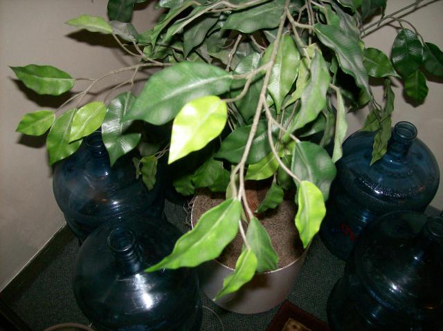 4u Fake Tree Low - 100_1116