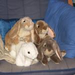 The Bunnies