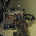 Bunny looks at a photo of new home
