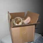 Bunny in a box