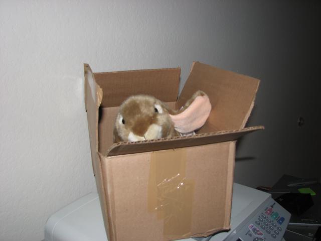 Bunny in a box