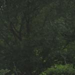 IMG_0856