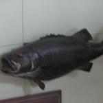 IMG_2026.JPG