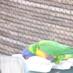IMG_2043.JPG
